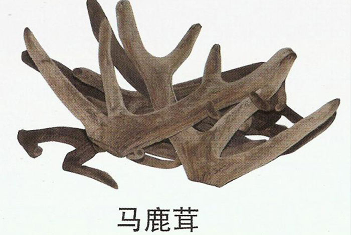 新疆昌吉華盛商貿(mào)鹿茸